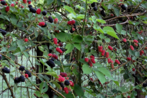 blackberry natchez