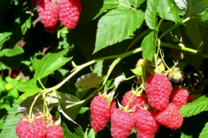 raspberry shapka monomaha