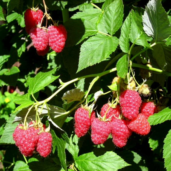 raspberry shapka monomaha