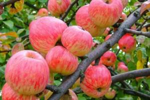 Купить скороплодный сорт яблони мельба.