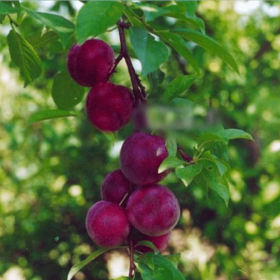 Сливово-вишневый гибрид Бета