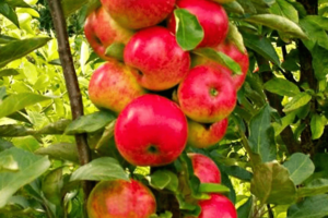 Арбат, саженцы яблони