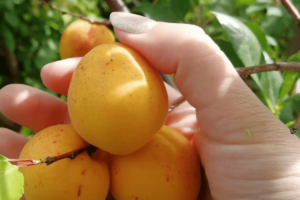 Хабаровский, саженцы абрикоса