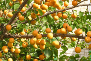 Хабаровский саженцы абрикоса
