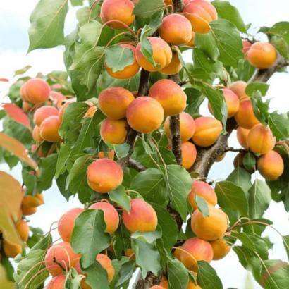 Кичигинский саженцы абрикоса