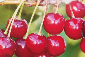 Уральская Рубиновая саженцы вишни