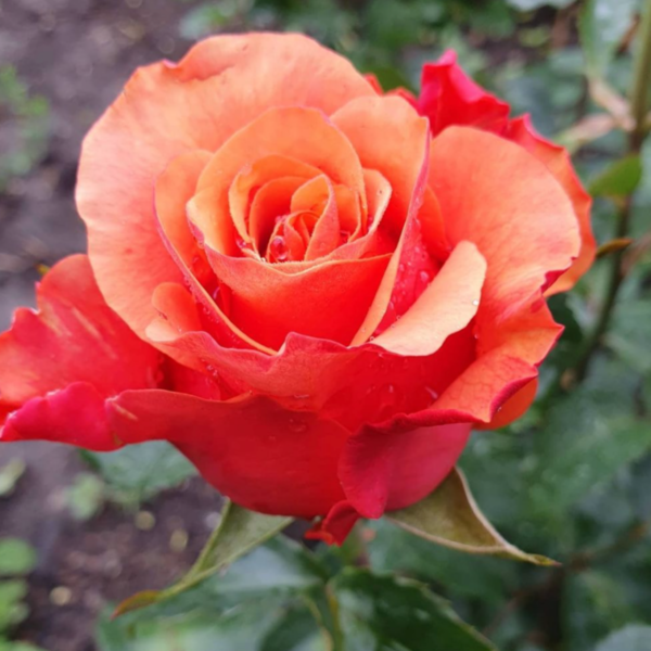 Роза Испания (Espana Rose) купить саженцы в Новосибирске.