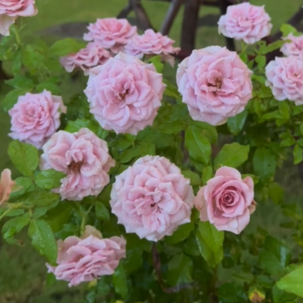 Роза Монмартре <br>(Montmartre Rose)