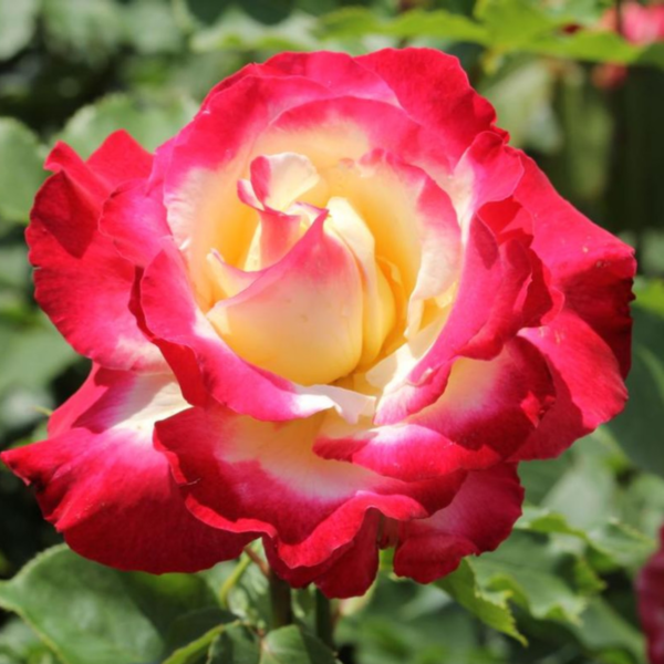 Роза двойное удовольствие <br>(Rose Double Delight)