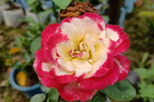 Роза двойное удовольствие (Rose Double Delight) купить саженцы в Новосибирске.