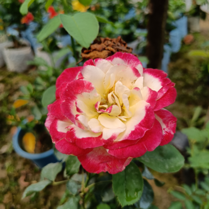 Роза двойное удовольствие (Rose Double Delight) купить саженцы в Новосибирске.