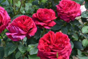 Роза 4х ветров (Rose des 4 Vents) купить саженцы в Новосибирске.