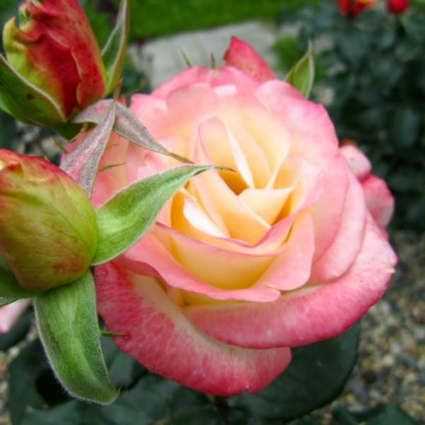 Роза Белла Перла<br>(Rose Belle Perle)