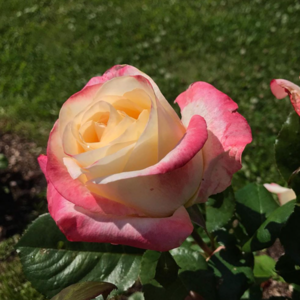 Роза Белла Перла<br>(Rose Belle Perle)