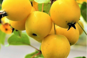 Яблоня Китайка Желтая (Золотая), cаженцы купить в Новосибирске.