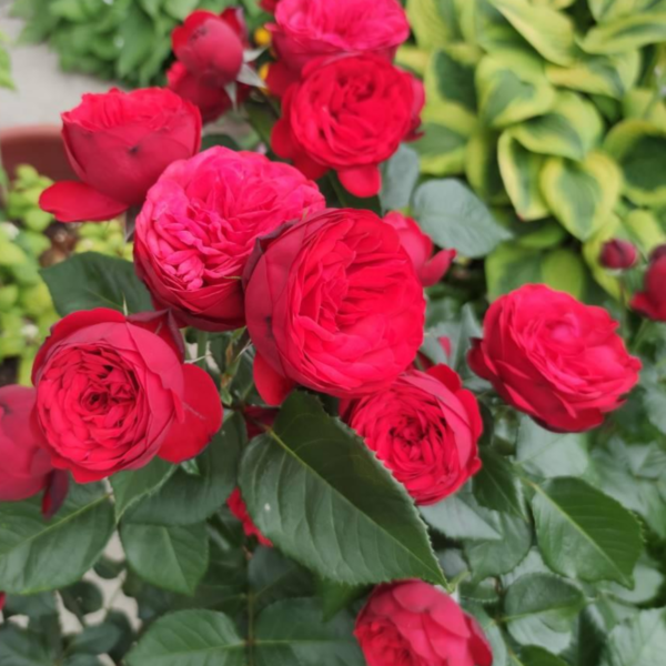 Роза Ред Пиано<br>(Rose Red Piano)