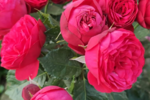 Роза Ред Пиано<br>(Rose Red Piano)